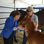 Secretary Ross pets a small horse on Ag Day