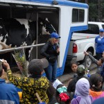 Students enjoying a cow presentation