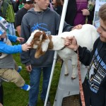 A baby pets a goat on Ag Day