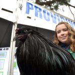 A close-up photograph of a black chicken