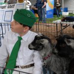 Pygmy goats on Ag Day