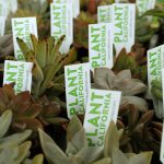 A group of small succulent plants