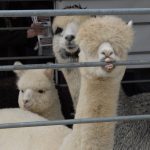 An alpaca chews on the fence