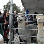 Ag Day attendees admire the alpacas